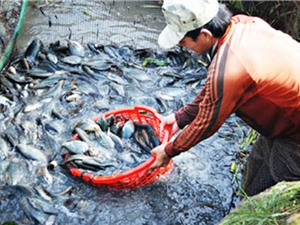Cà Mau: Nâng cao hiệu quả nuôi cá sặc rằn